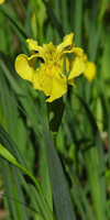 lirio acuatico iris pseudacorus